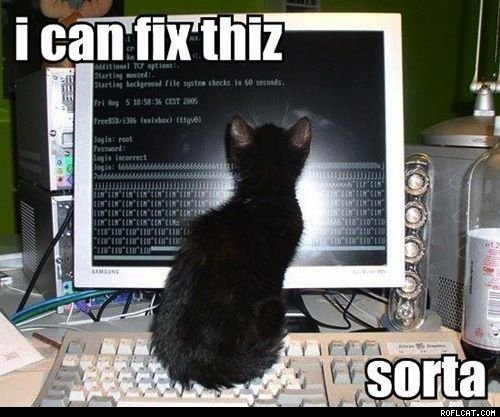 Kissa näppäimistön päällä tuijottamassa näyttöä josa koodia